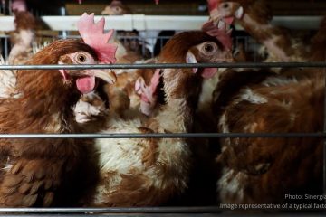 Hens in cages